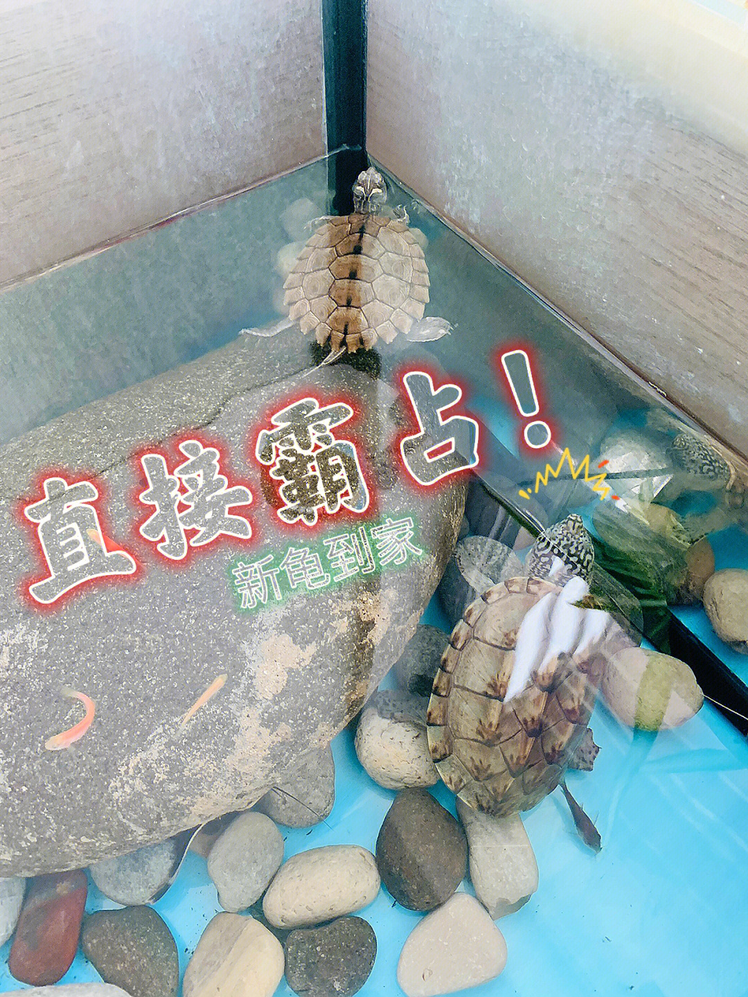 筷子自制乌龟爬台图片