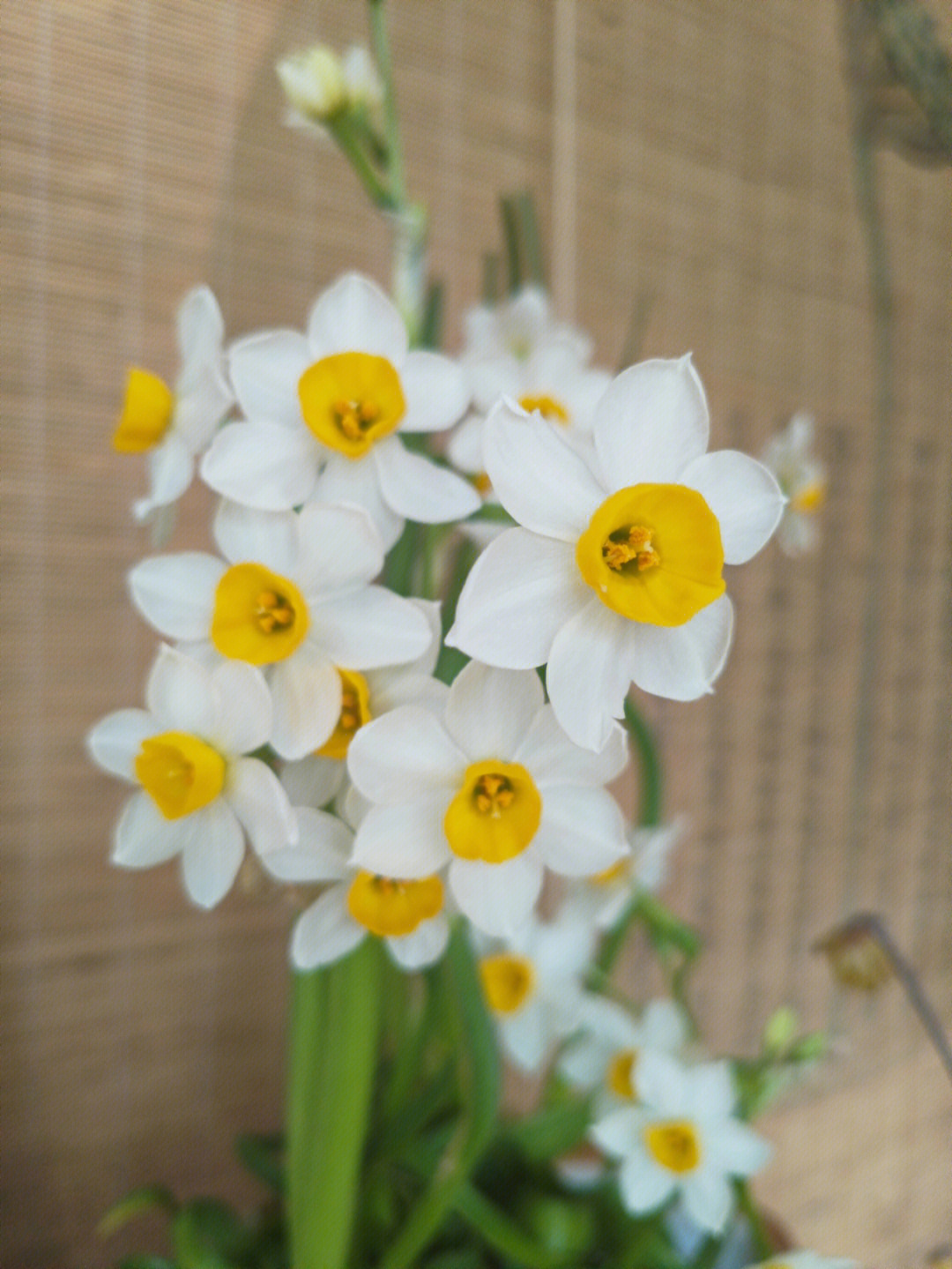 六个花瓣水仙花图片