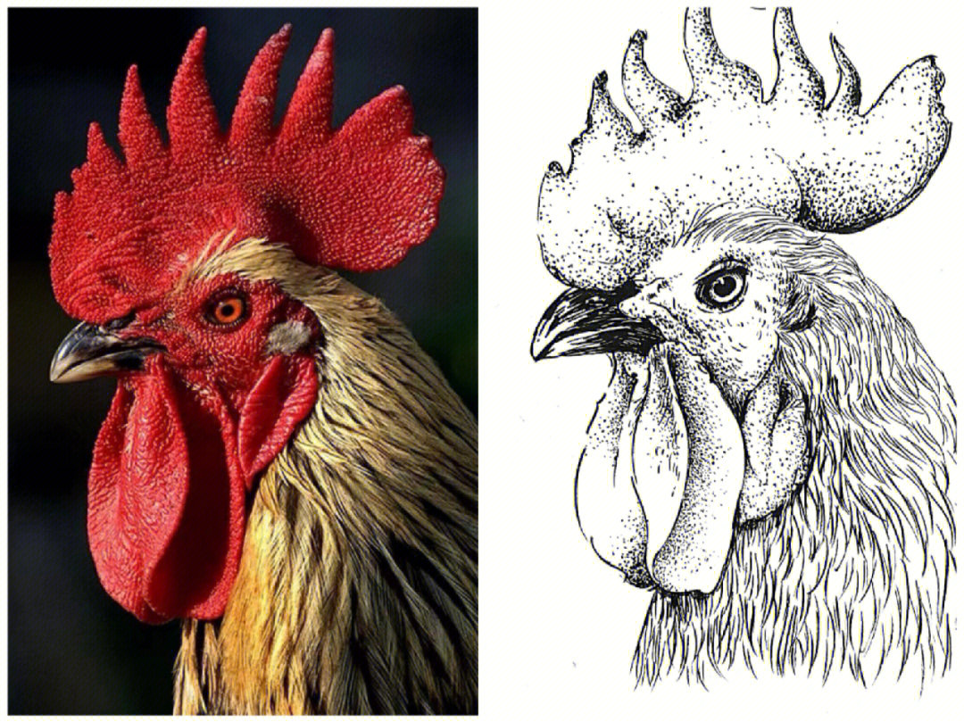 公鸡素描画法图片