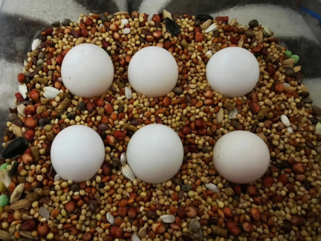 鹦鹉蛋孵化光下过程图图片