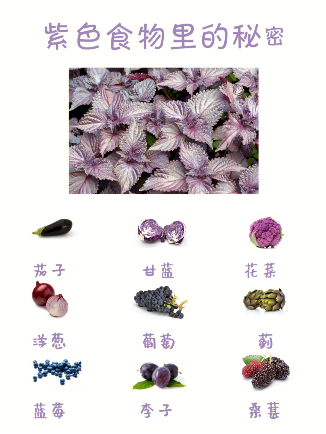 紫苏是药食两用的食材,有多种功效,在我国已经有两千多年的种植历史