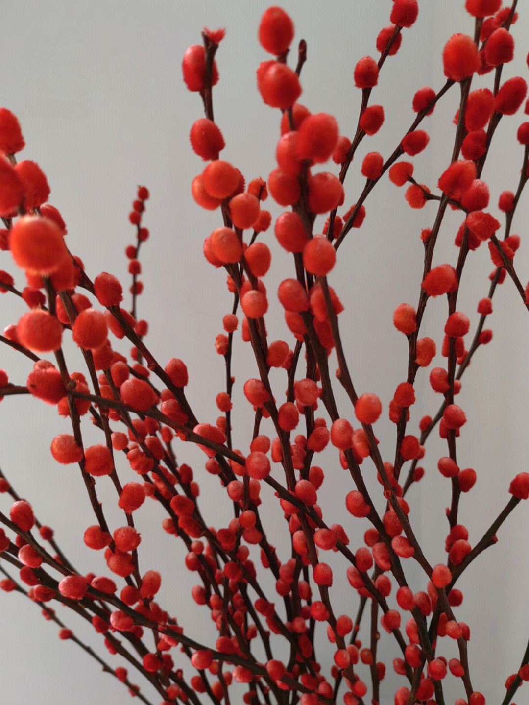 红柳枝干花的寓意图片