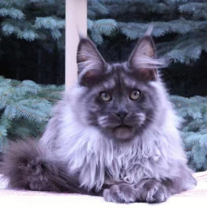 俄罗斯青灰猫图片