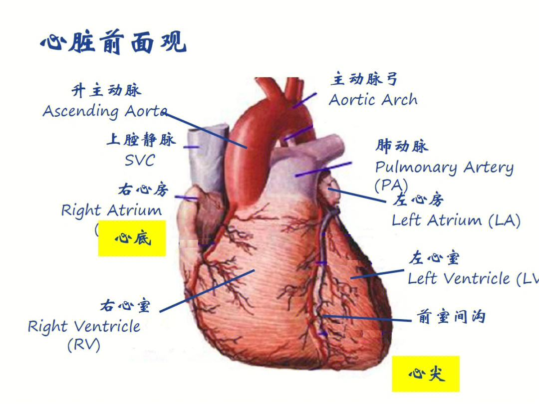 心脏解剖图英文标注图片