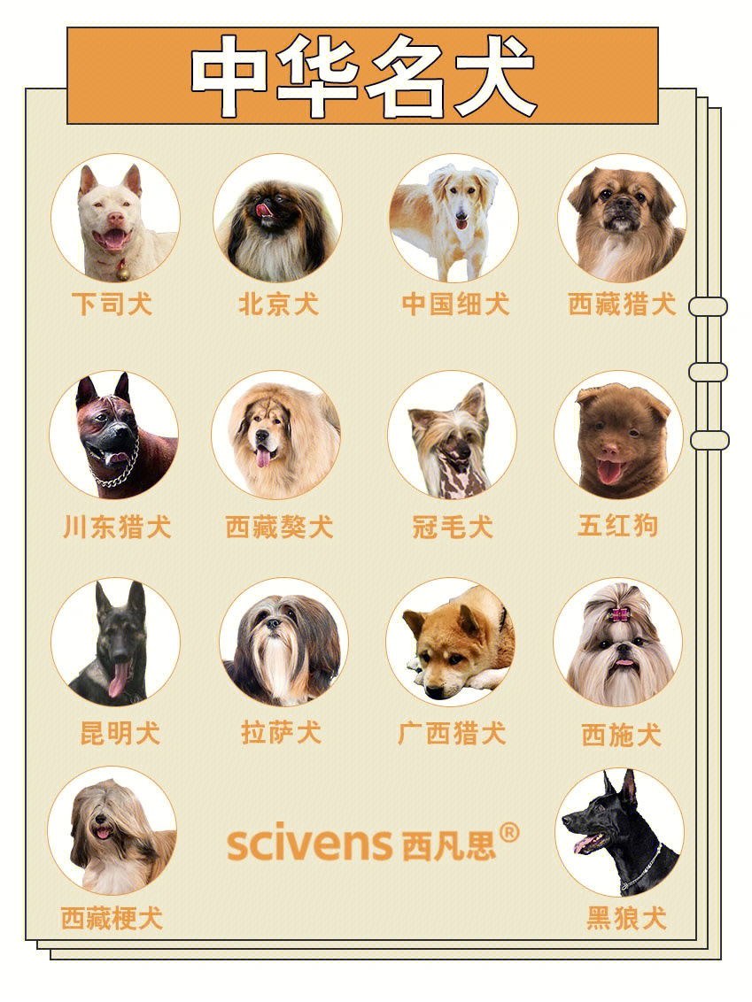 犬类品种大全中国图片