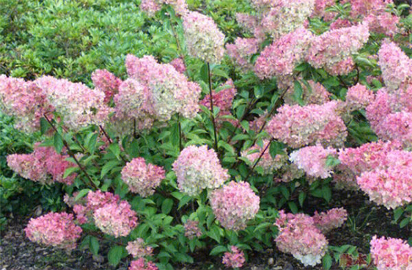 伊芙香草草莓月季图片