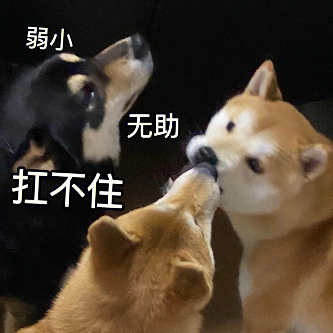 手掐柴犬狗脖子表情包图片