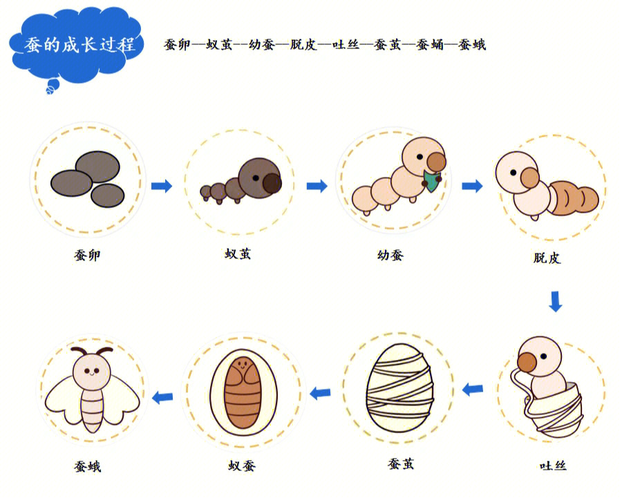 蚕的生长过程 步骤图片