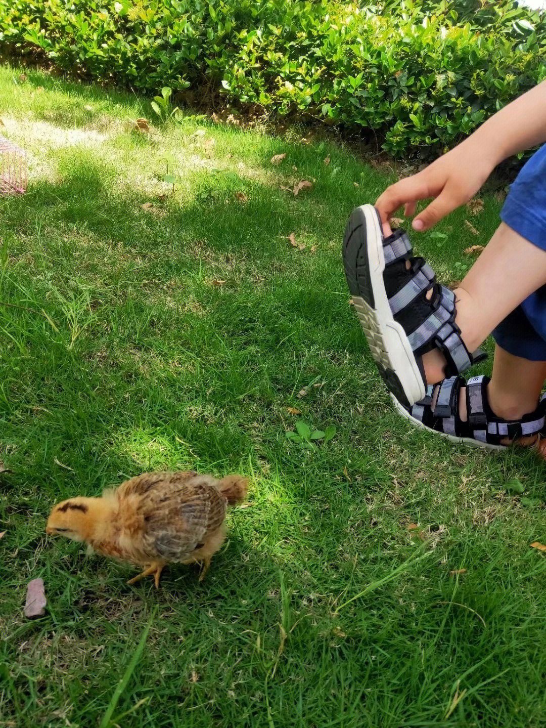 我看到小鸡惊奇地问:妈妈,怎么可爱的小鸡是从哪里来的?