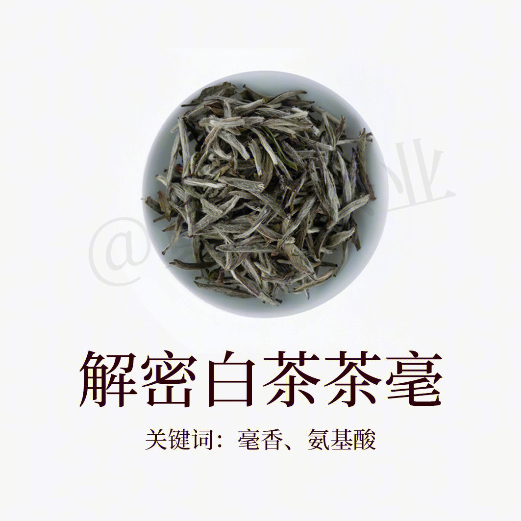 解密白茶茶毫