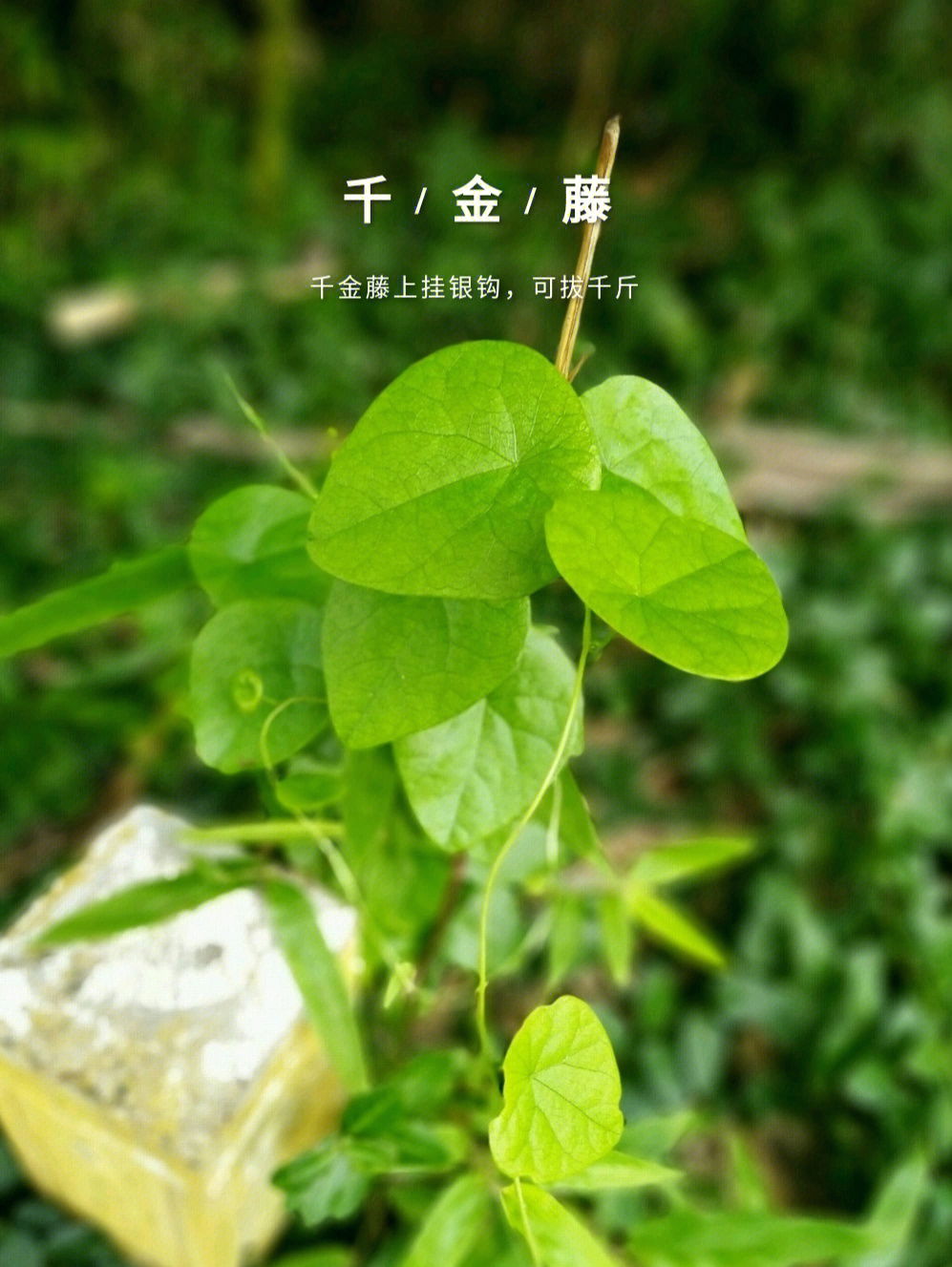 金丝藤药用图片