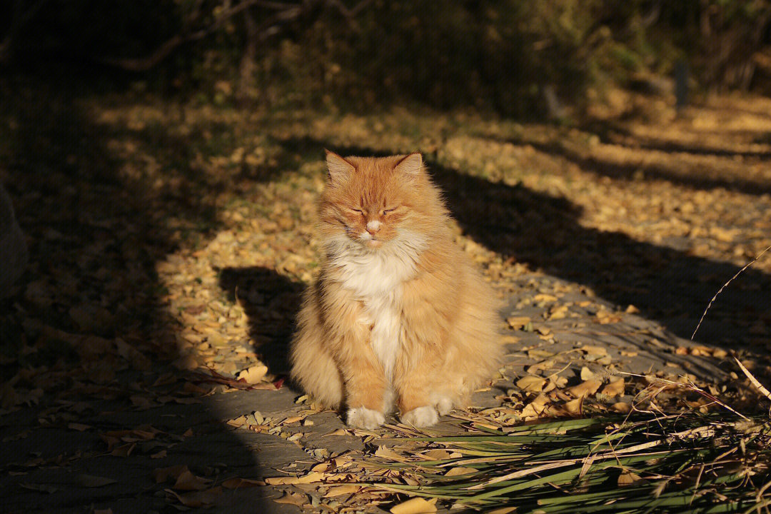 北大到底有多少只猫猫呢