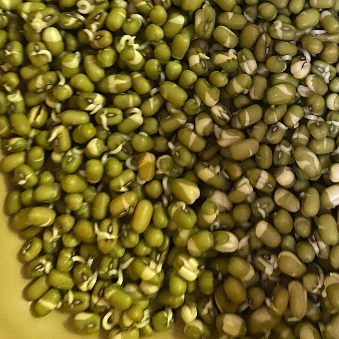 绿豆芽生长过程7天图片