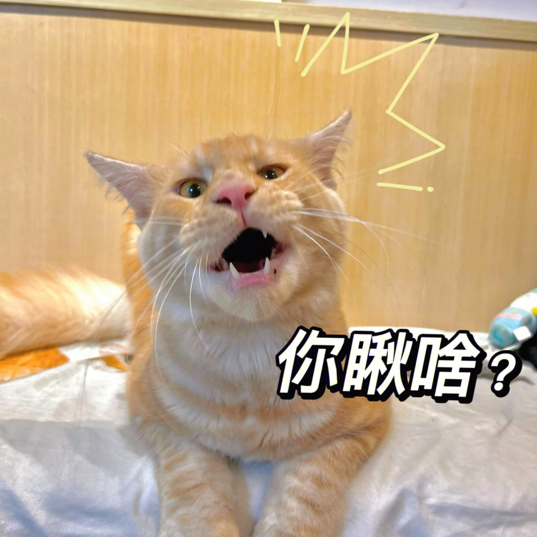 猫猫表情包