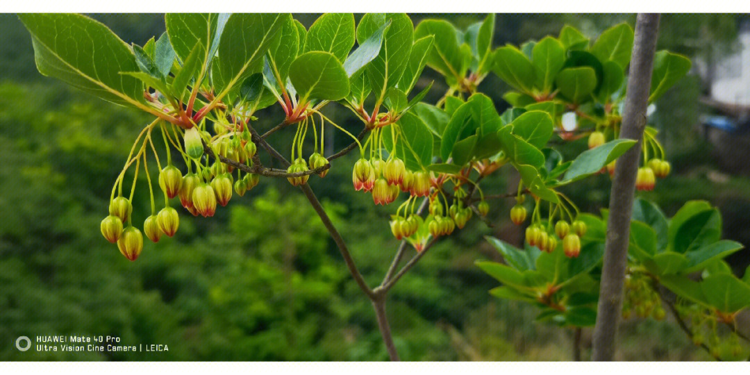 广东吊钟花种植场图片