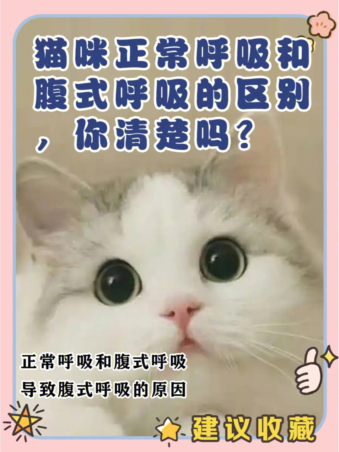 猫咪正常呼吸的样子图片