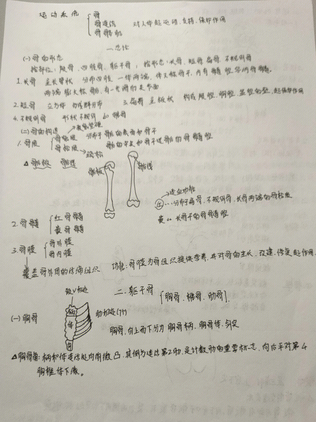 运动解剖学笔记重点图片