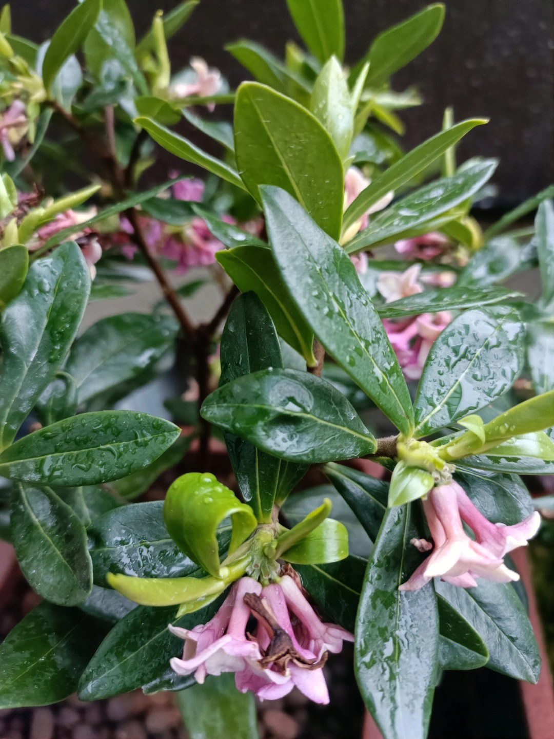 芳林新叶崔陈叶