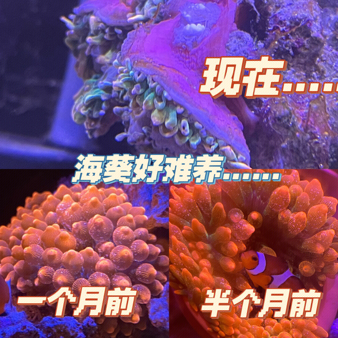 海葵死亡征兆图片