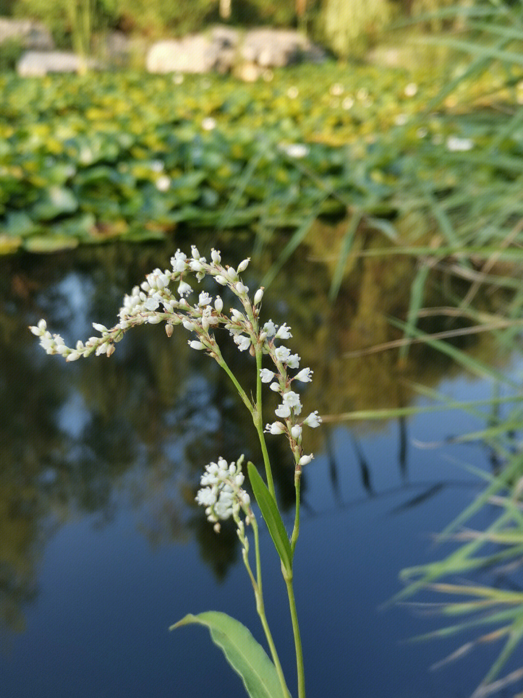 夏日植物/水蓼