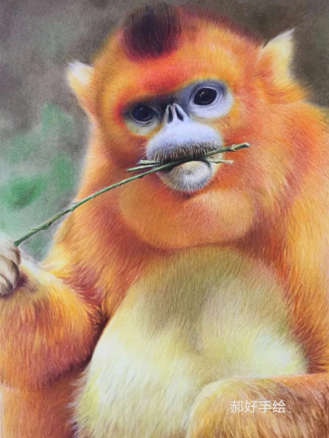 金丝猴画画图片