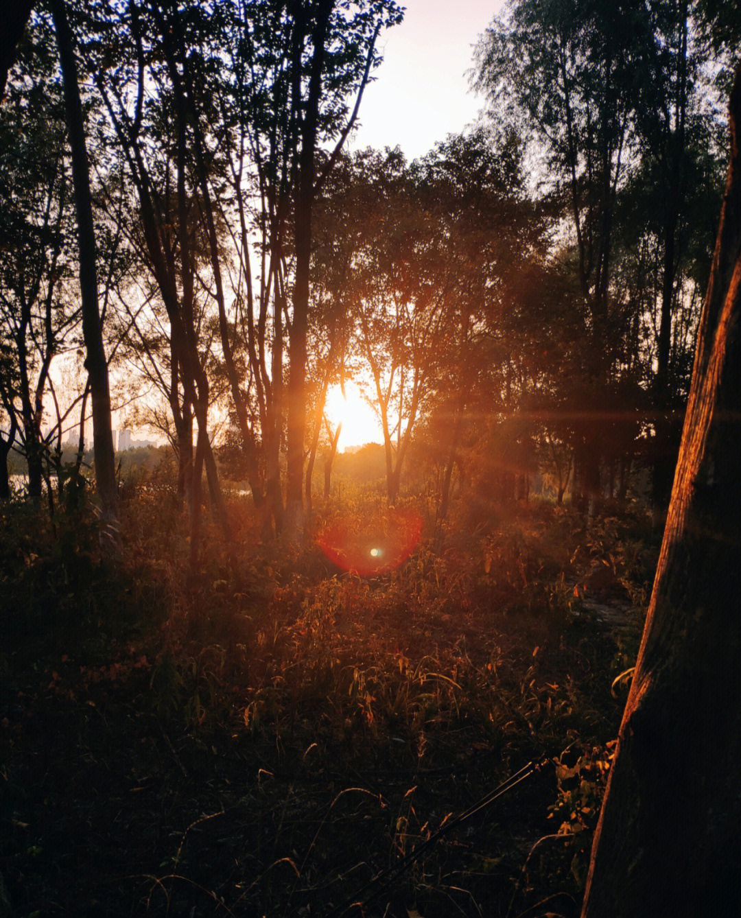 夕阳穿过树林的丁达尔效应