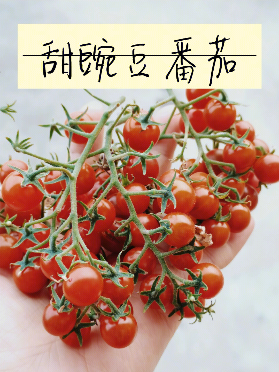 甜豌豆番茄足够可爱且足够难吃