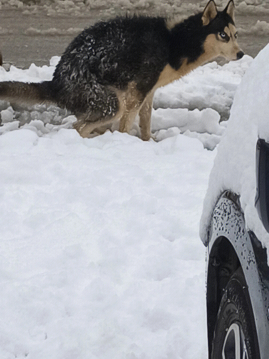 哈士奇第一次见雪