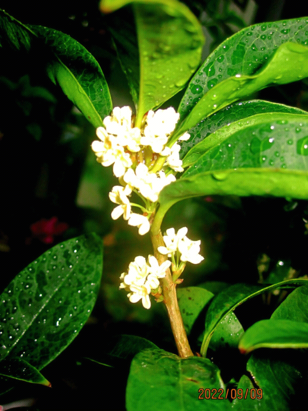 桂花开了最喜欢的季节到了