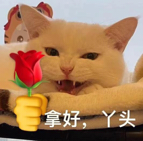 土味情话表情包猫咪图片