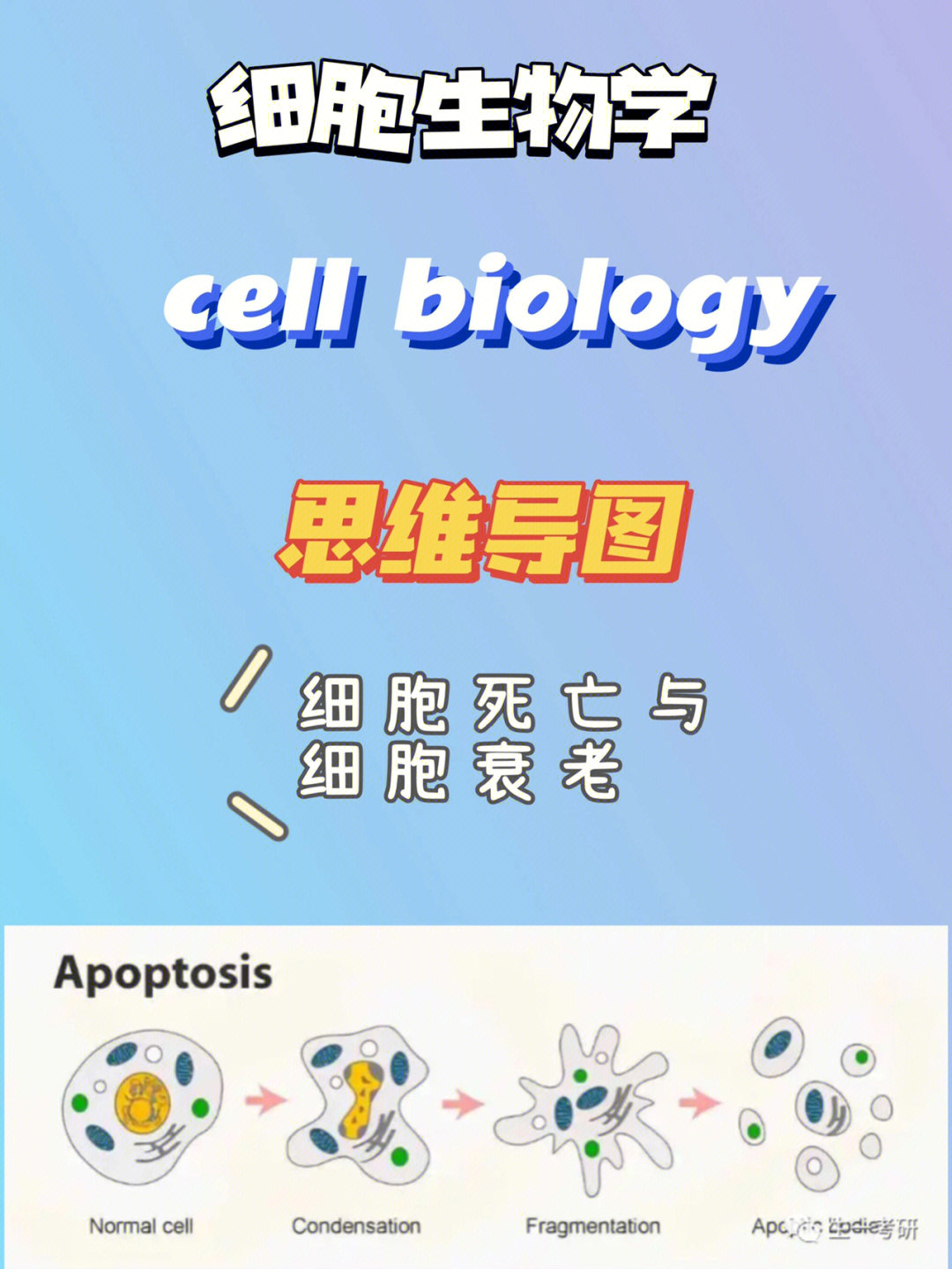 细胞衰老的思维导图图片