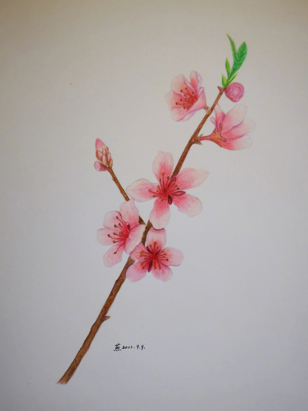 桃花树画法彩铅图片
