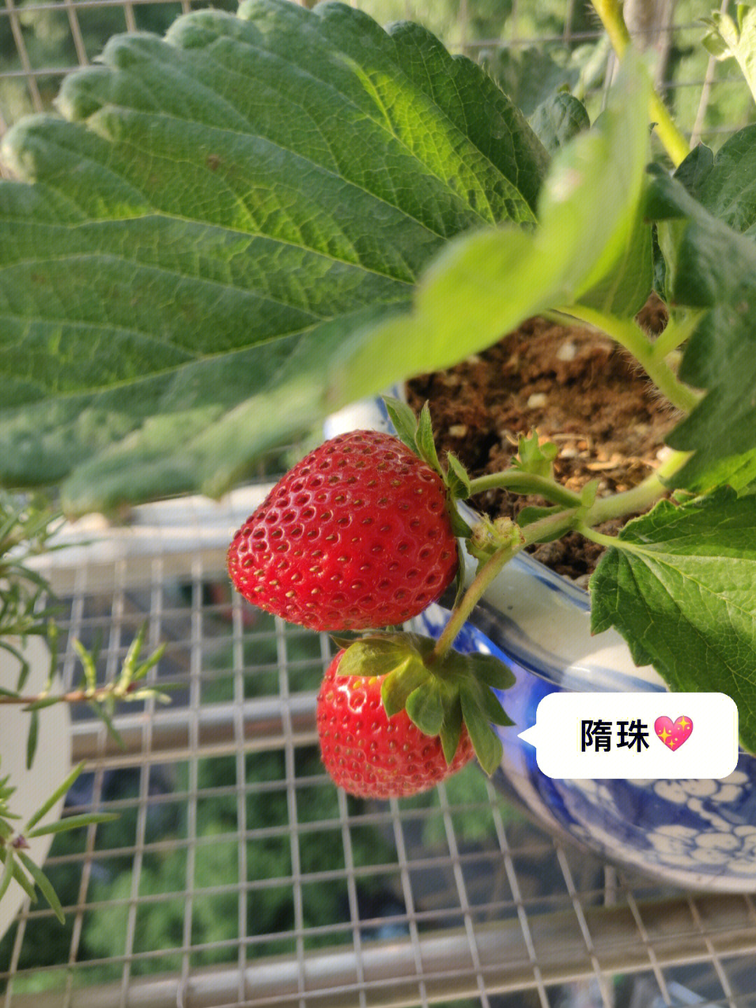 隋珠草莓简介图片