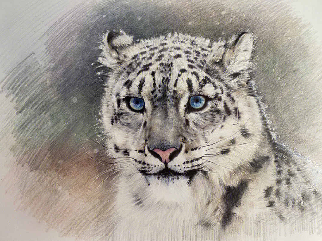 圆珠笔彩铅动物雪豹及一些绘画步骤