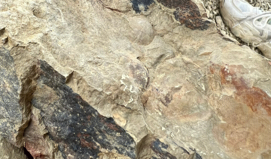 化石爆反图片