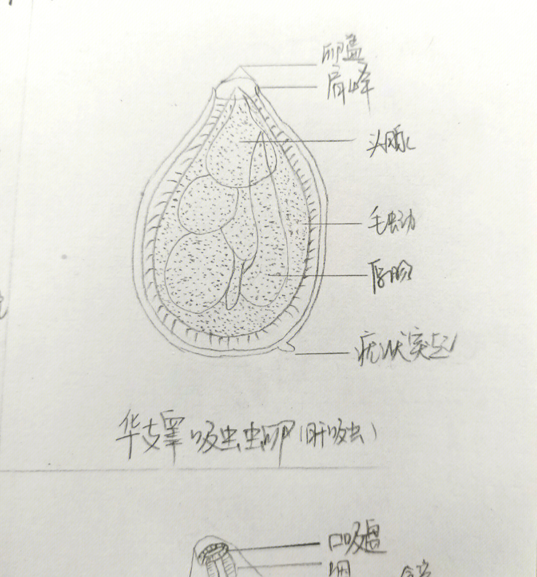 肝吸虫卵结构图图片