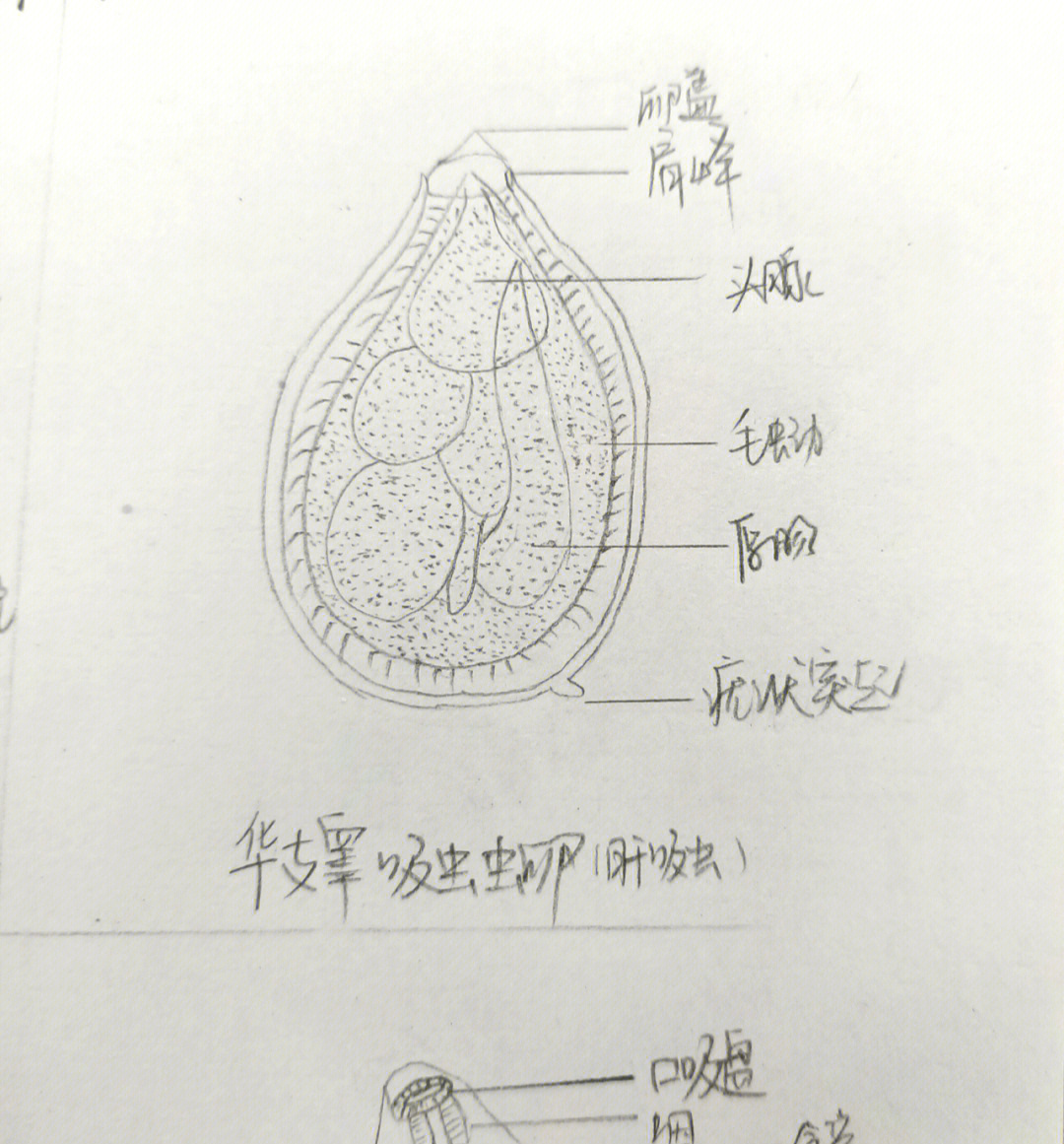 布氏姜片吸虫手绘图图片