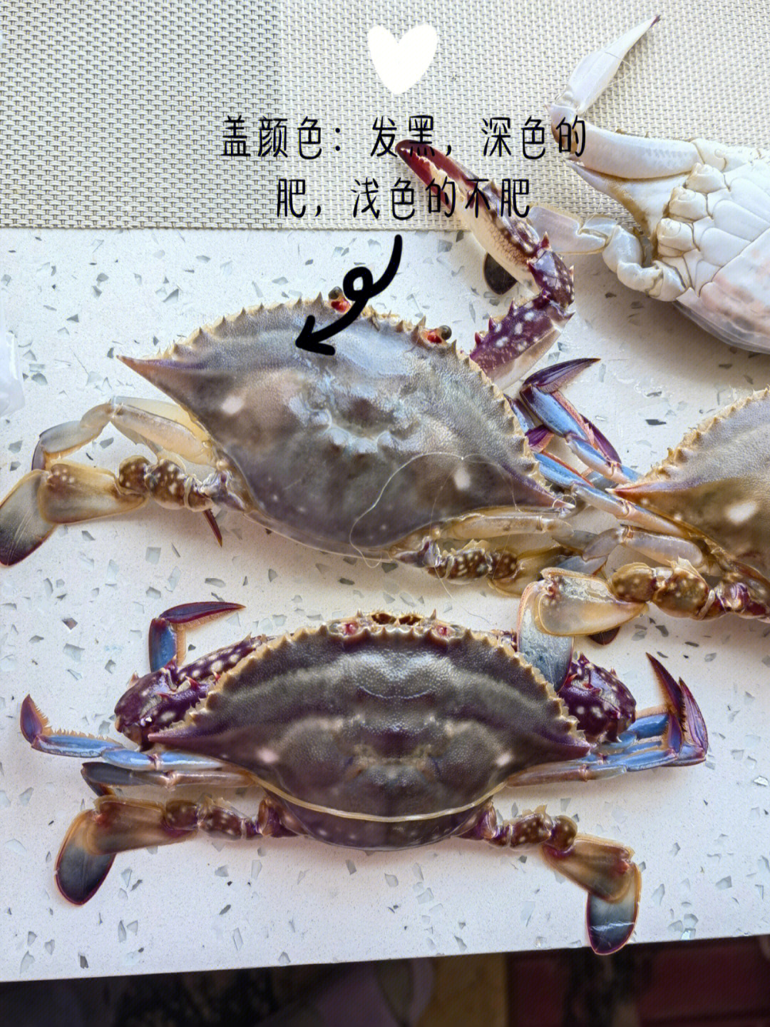 海蟹品种图片