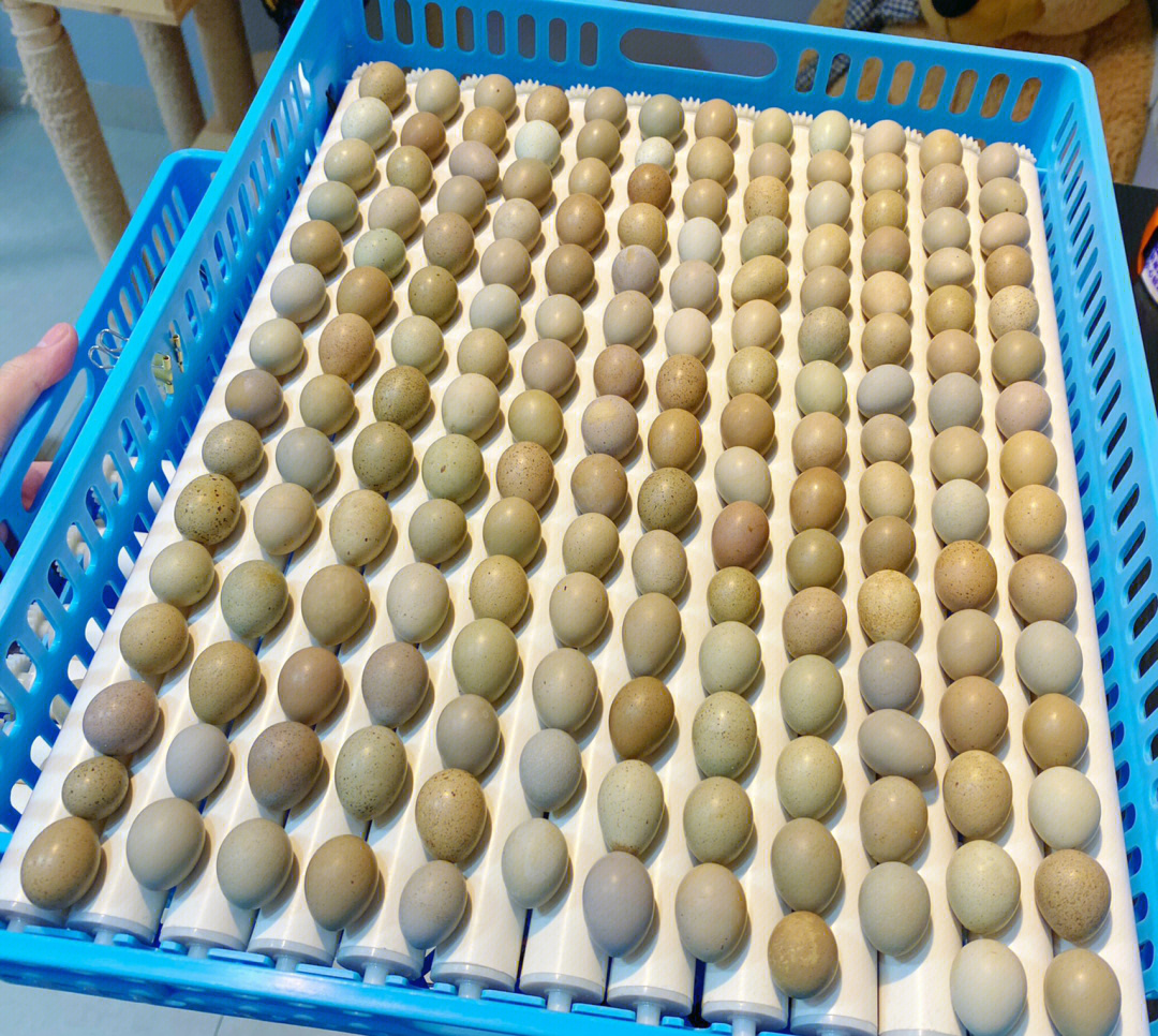 番鸭蛋孵化35天发育图图片