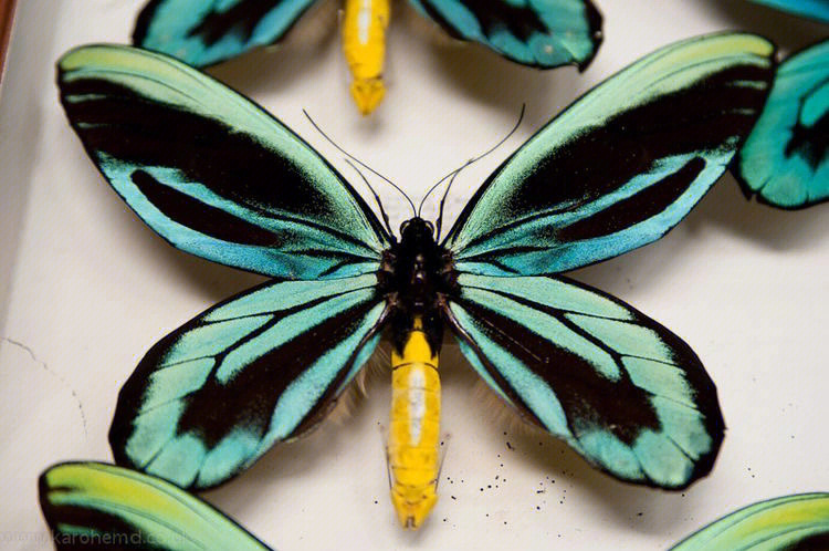 世界上最大的蝴蝶ornithoptera alexandrae