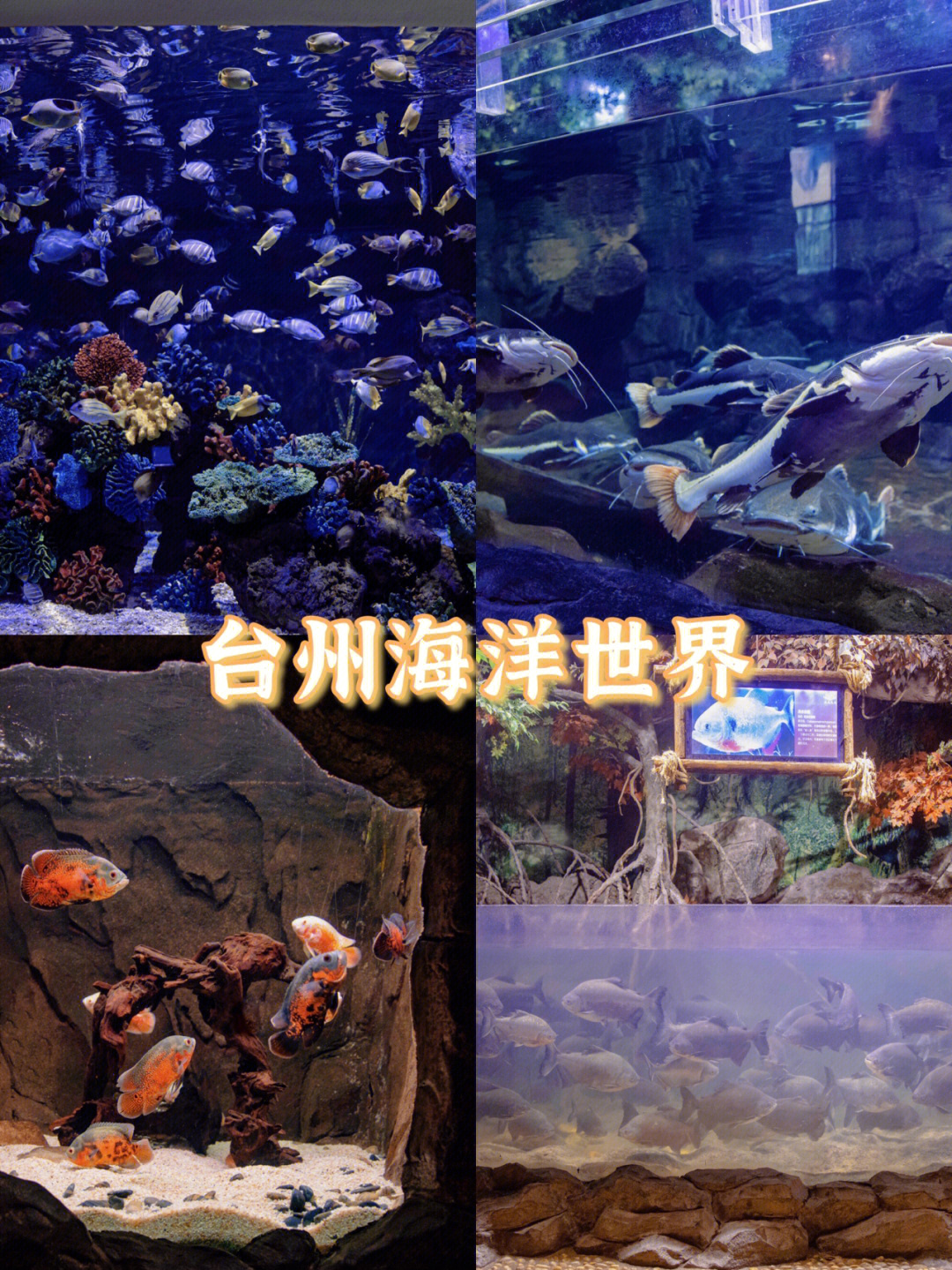 台州海洋世界年卡图片