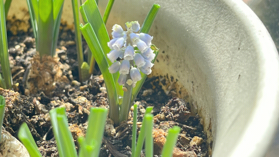 葡萄风信子又又又开花了