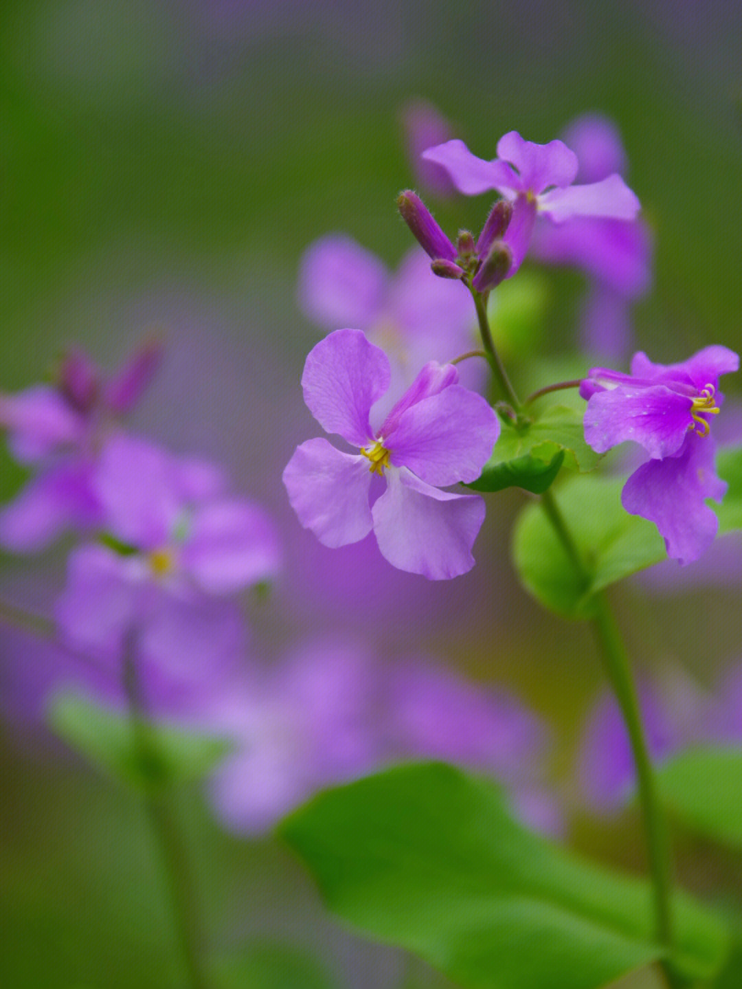 春日赏花二月兰