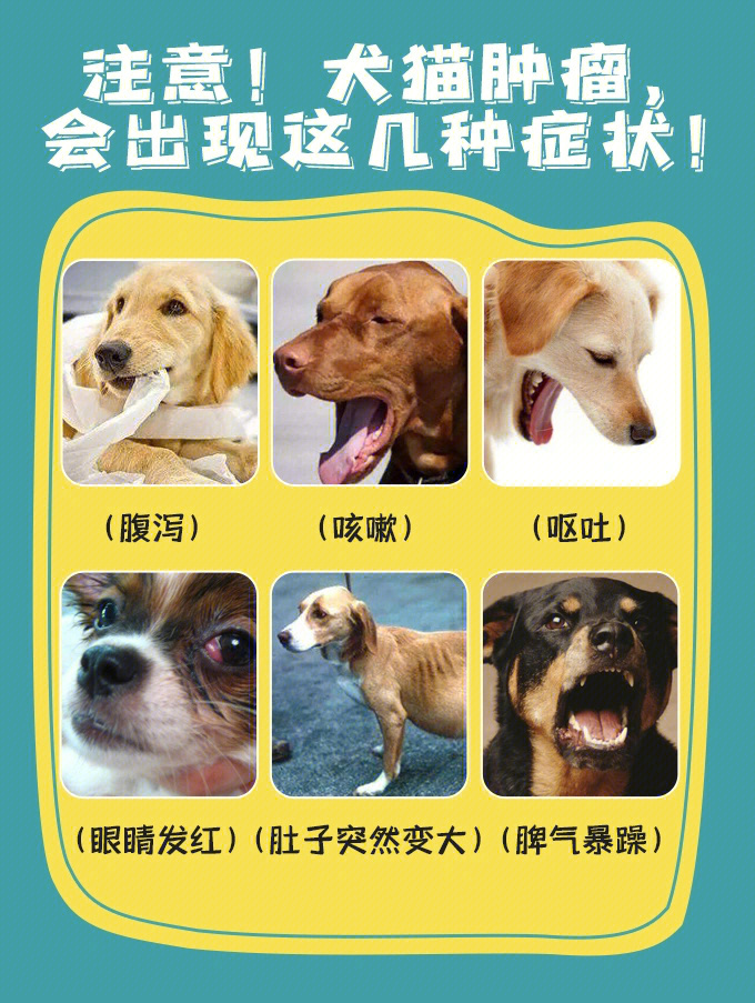 犬猫淋巴结分布图图片