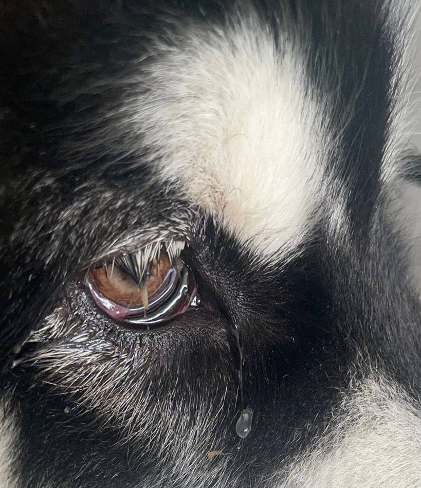 狗狗结膜瓣遮盖术图片