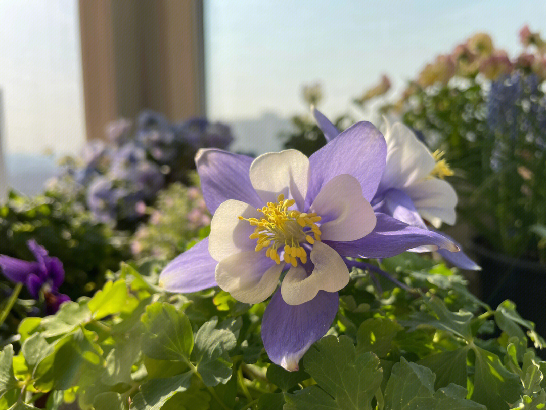 芃羽植物图片