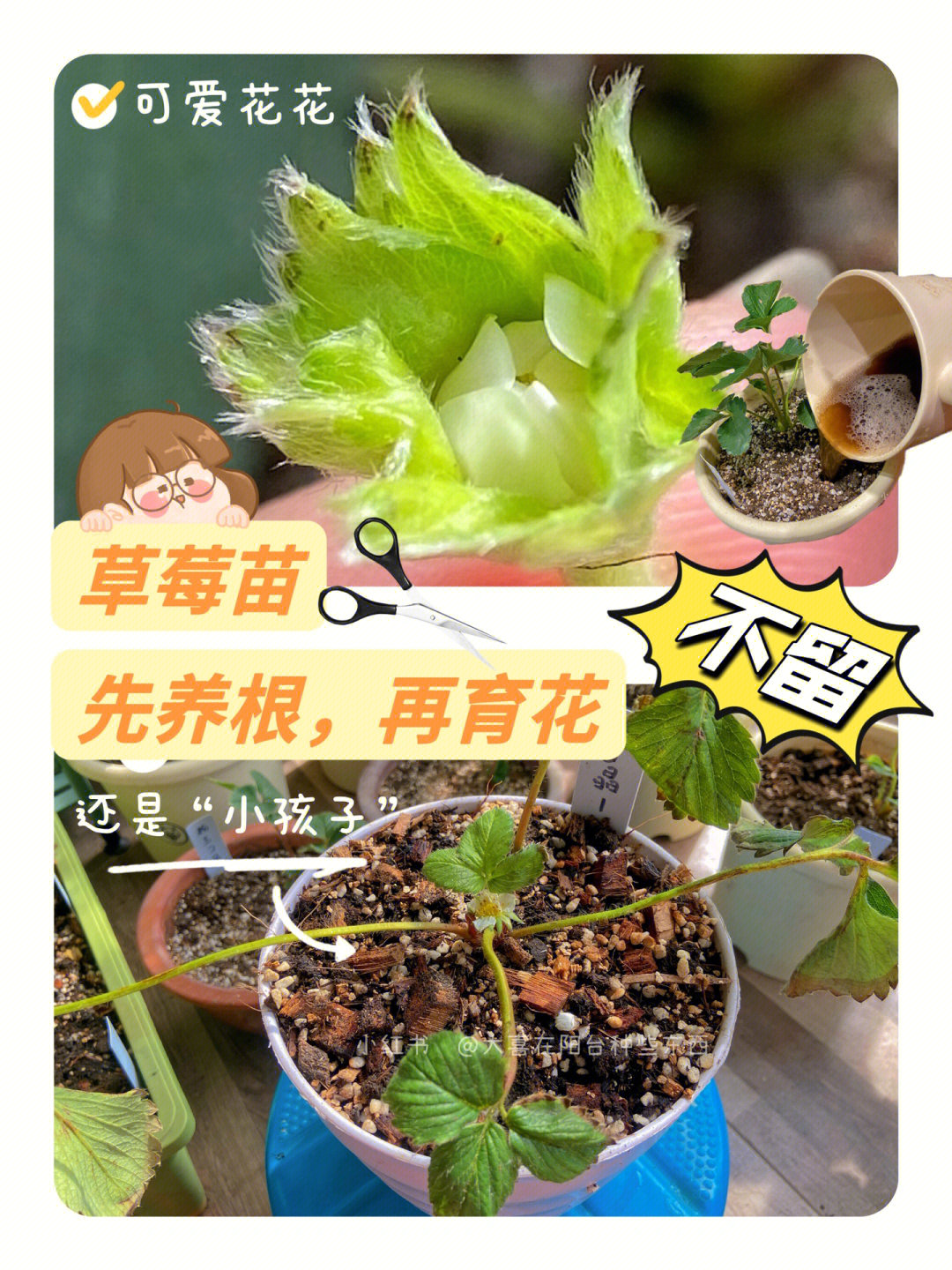 草莓花结构图图片