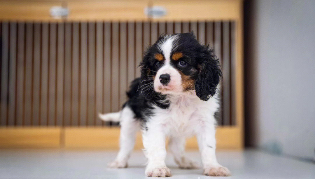 骑士查理王小猎犬弟弟英国皇室贵族犬