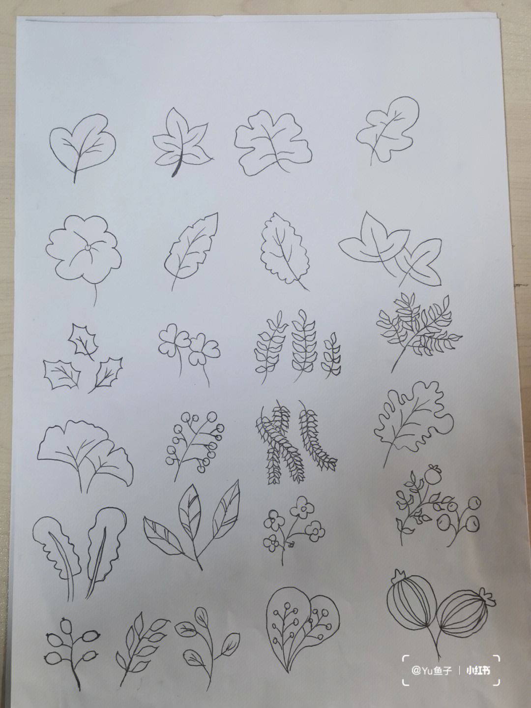 100种树叶画法图片