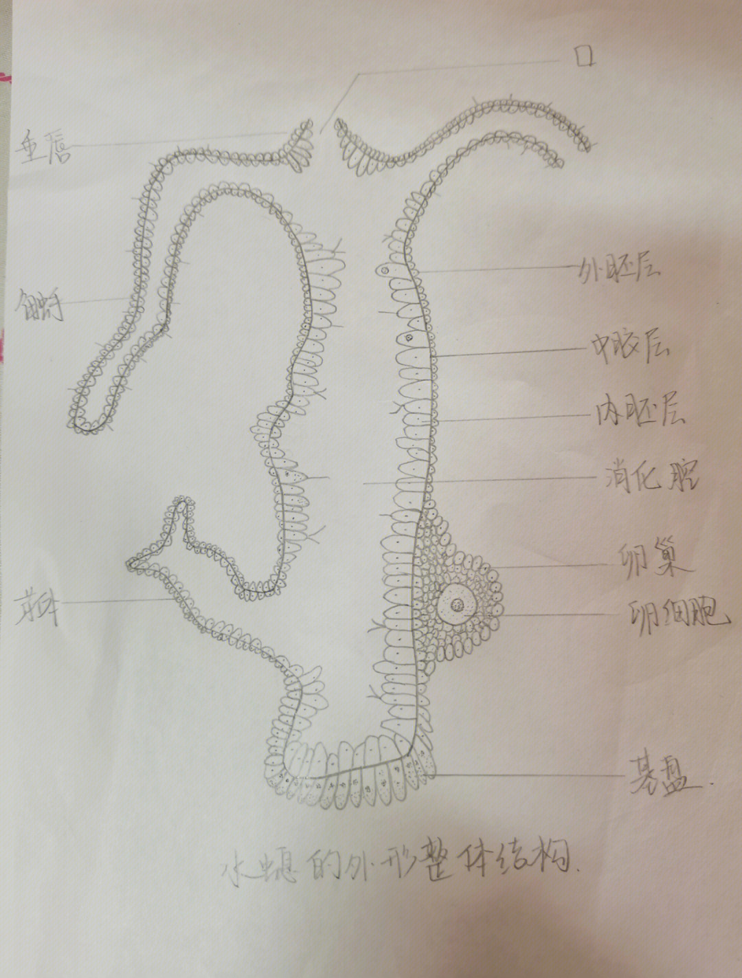 最近画的图… 生物要学的东西真的好多啊